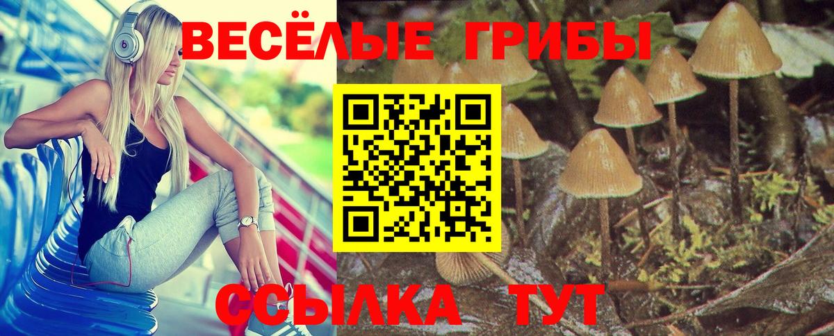 Калининград  Псилоцибиновые грибы прущие грибы  Вход с VPN 
